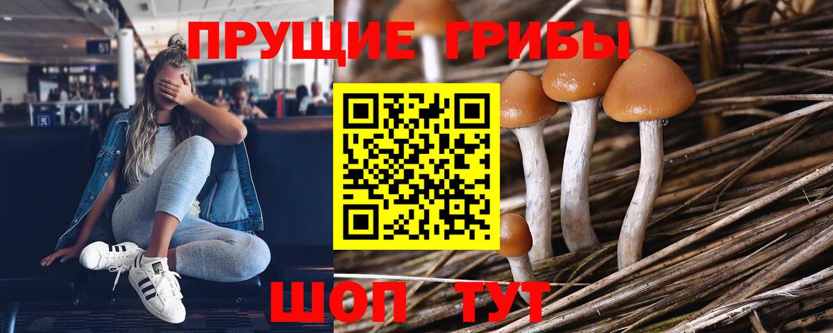 Псилоцибиновые грибы Psilocybe  Вход с VPN  Городец 